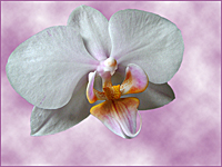 An orchid, not wild, but domesticated.../,   ,  ...