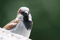 Sparrow:)))/:)))