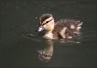 A duck:)/:)