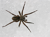 Ice spider/ 