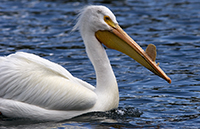 White pelican/ 