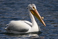 American white pelican/  