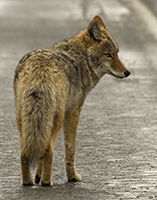 Lonely coyote.../ ...