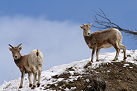 About mountain goats-2.../  -2...