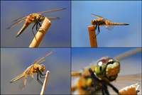 Several moments of a dragonfly's life.../    ...