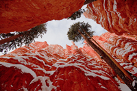 Trees among red stones/   