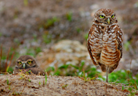 Ground owl.../ ...