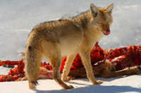 Again about coyote.../  ...
