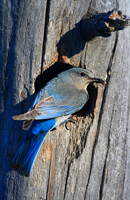 Bluebird.../ ...