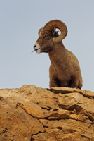 Mountain goat (Big horn sheep).../ ...