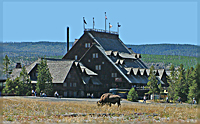 Yellowstone Trip. #2. The freedom for wild animals.../Yellowstone Trip. #2.    ...