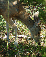 Yellowstone Trip. #4. A young animal.../Yellowstone Trip. #4.   ...