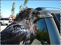 Yellowstone Trip. #6. Absolutely impudent bird.../Yellowstone Trip. #6.   ...