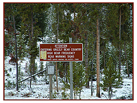 Wandering bears.../ ... 