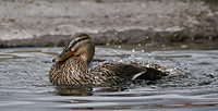 Another duck.../  ...