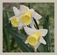 Flowers.../...