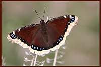 New butterfly.../ ...