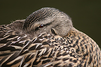 Duck's portrait.../ ...