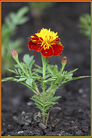 A flower.../...