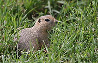 An overseas animal with extraterrestrial eyes:)/    :)