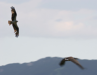 Hunting/