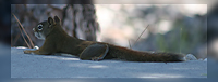 Squirrel/