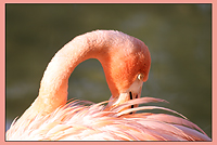 Sunny bird/ 