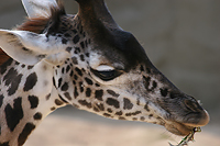 Giraffe:)/:)