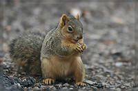 Embarrasset squirrel:)/ :)
