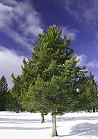 Lonely fir-tree:)/ :)