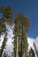 Forests.../...
