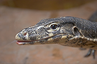 Dragon kiss/ 