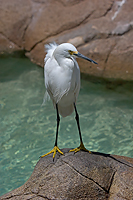 A bird/