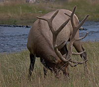 The same, but with the horns/ ,   ...