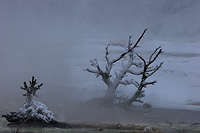 Frost/