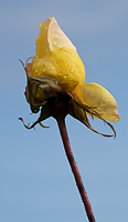 Is the spring coming?/ ?
