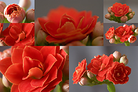 A few days from the life of a flower.../    ...