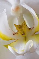 Orchid, already near tame :)/,    :)