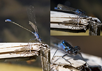 DragonFly.../...