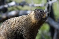 A mountain beaver :)/  :)