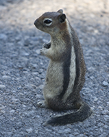 Rodent.../...