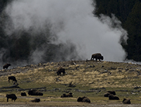 Buffalo factory.../ ...