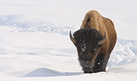 Spring in Montana.../  ...