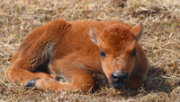 A cub.../...