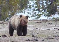 Threat for bisons.../ ...