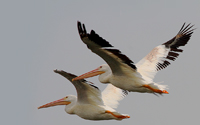 Flying birds.../ ...