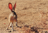 Hare?!./?!.