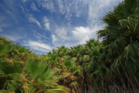 Oasis.../...