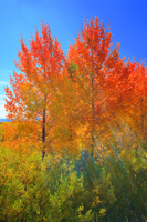 Our fall colors-2/  -2
