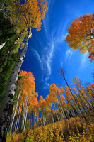 Fall trees.../ ...